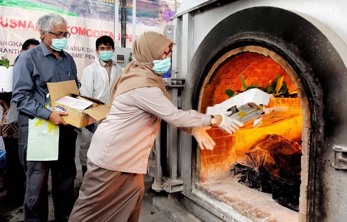 Barantan Soetta Musnahkan 15.095 Batang Bibit Anggrek OPTK A1 